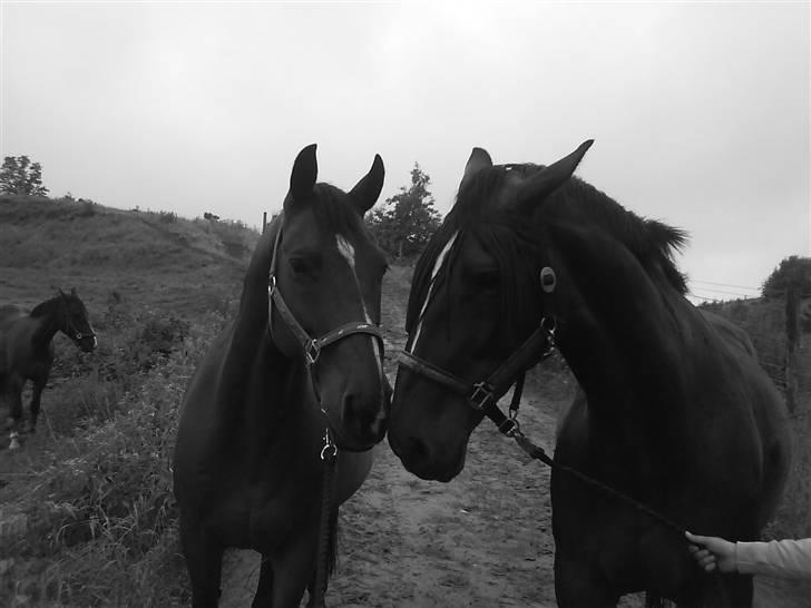 Dansk Varmblod Hannibald RIP - hannibal og hans søster hastig billede 2