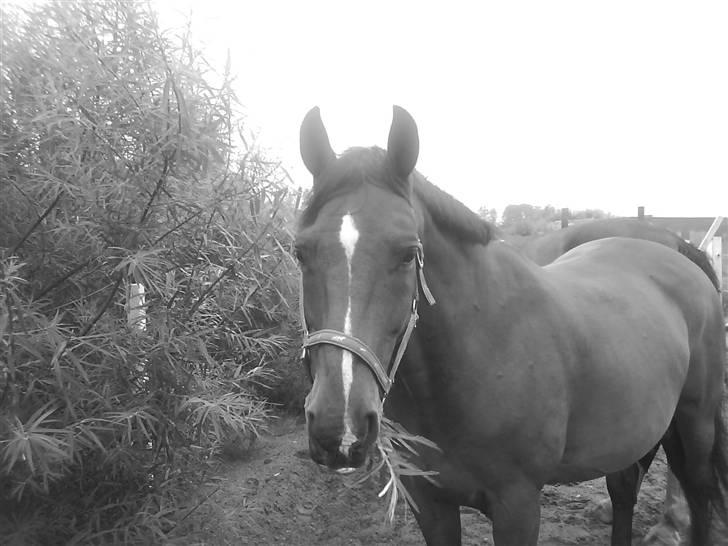 Dansk Varmblod Hannibald RIP - hvad laver du? billede 3