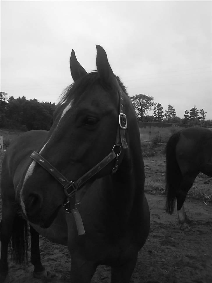 Dansk Varmblod Hannibald RIP - han er så fin min dreng billede 4