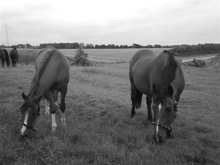 Dansk Varmblod Hannibald RIP - Hannibal´s bedste fold kammerat sebastian billede 5