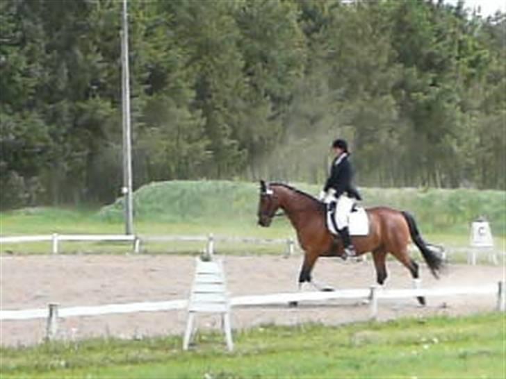 Dansk Varmblod Hannibald RIP - stævne i sæby maj 08 billede 6