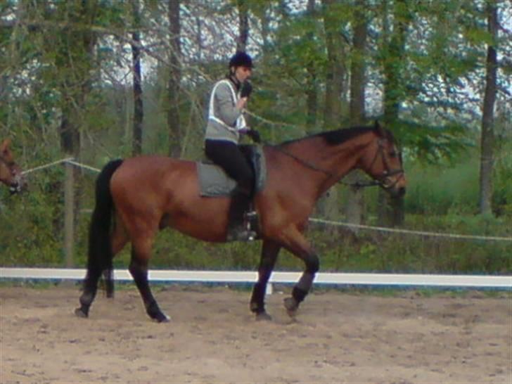 Dansk Varmblod Hannibald RIP - opvarmning til distance 25 km billede 7