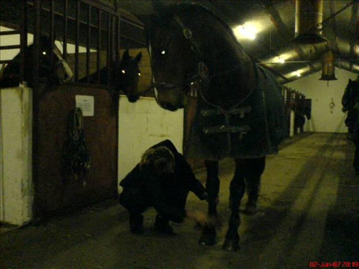 Dansk Varmblod Hannibald RIP - så skal der ordnes hove billede 8