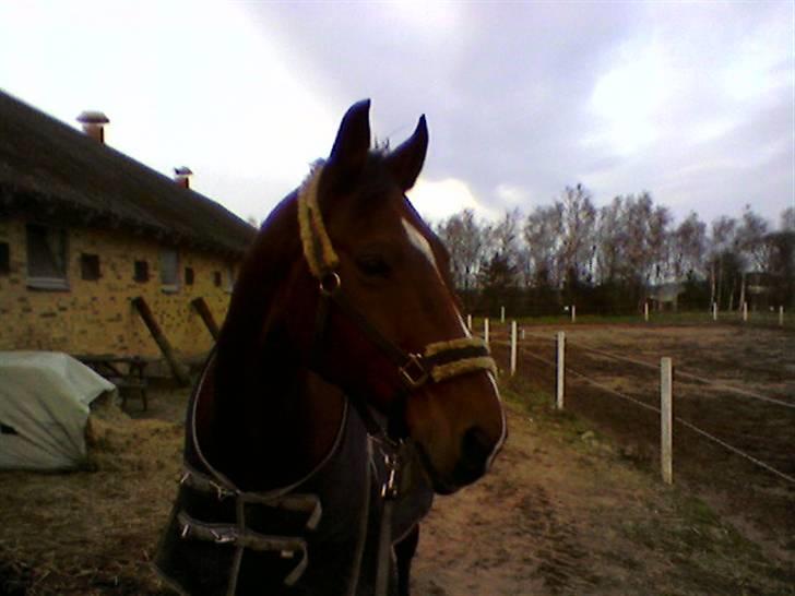 Dansk Varmblod Hannibald RIP - min dreng billede 9