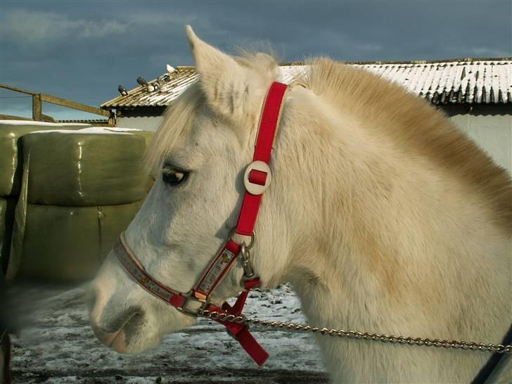 Anden særlig race Stella *RIP* - Stella billede 4