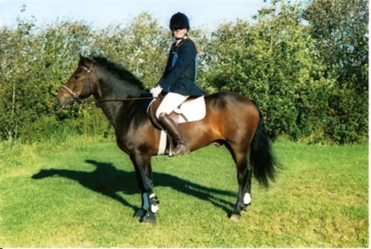 New Forest Bukholts Apollo - Apollo 18 år gammel til stævne billede 1