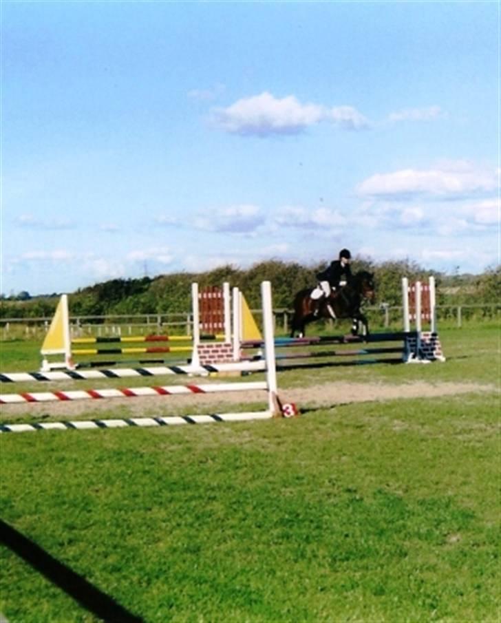 New Forest Bukholts Apollo - 18 år gammel LB spring billede 2