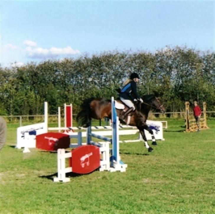 New Forest Bukholts Apollo billede 3