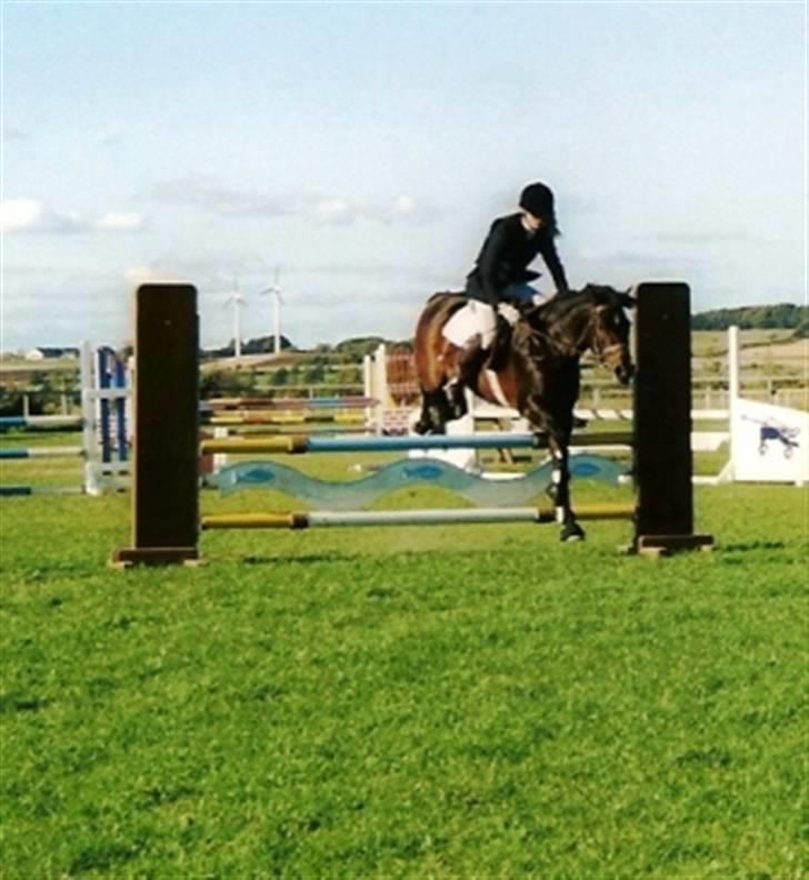 New Forest Bukholts Apollo billede 4