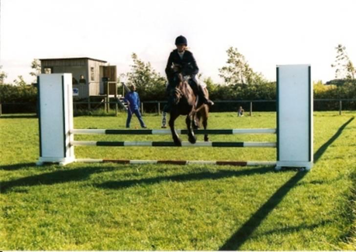 New Forest Bukholts Apollo billede 5