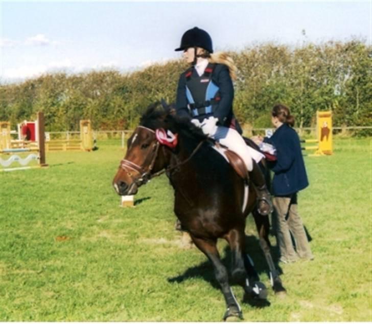 New Forest Bukholts Apollo - Jubiiii vi vandt billede 6