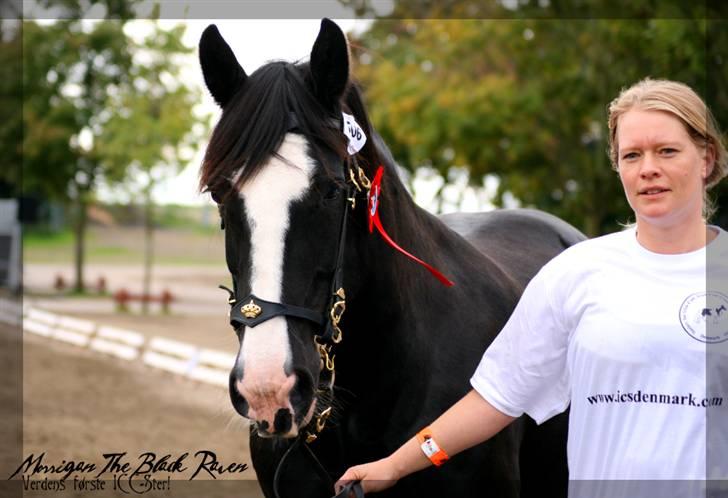 Irish Cob Crossbreed Morrigan STER & CHAMPION - # 14 - Morrigan med sin flotte 1.premium-roset. billede 13