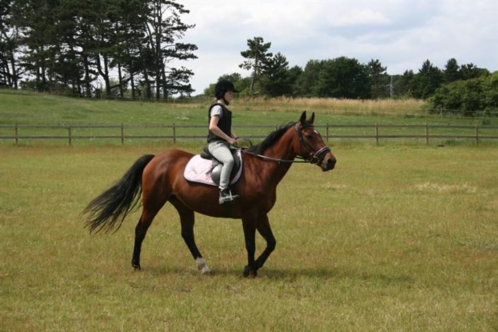 Dansk Varmblod Fru larsen<3 - Fru L er bare nice :o)) billede 4