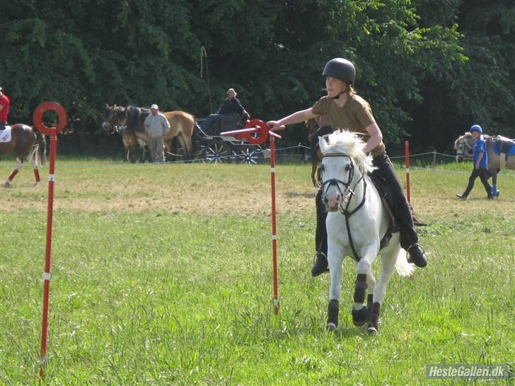 Anden særlig race Stella *RIP* - DM hold 08 Ring billede 14