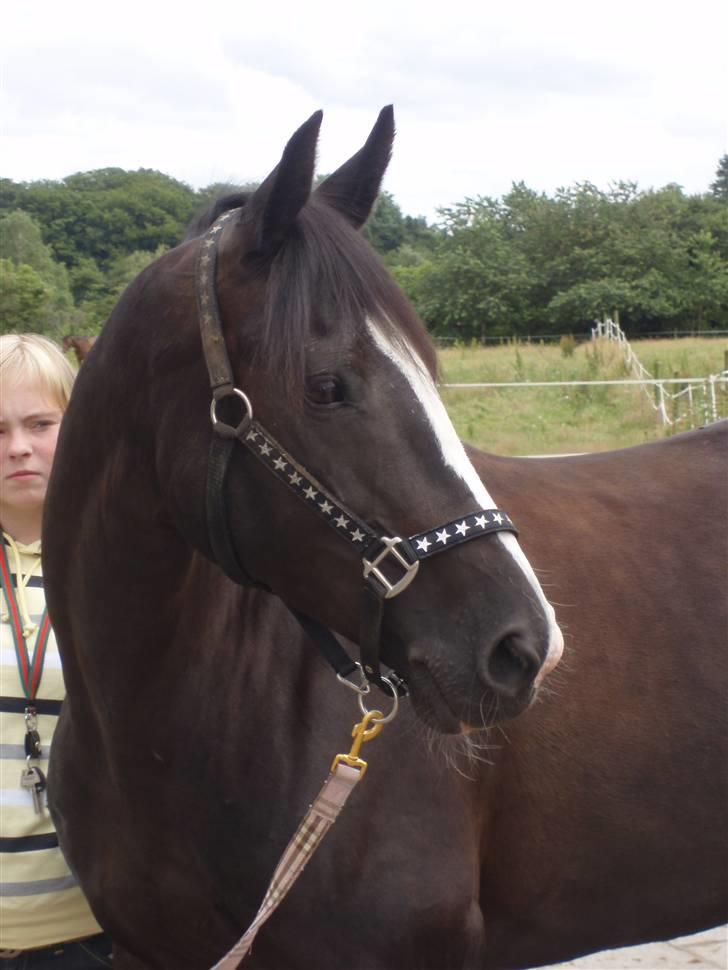 Holstener Priors Maluta billede 5