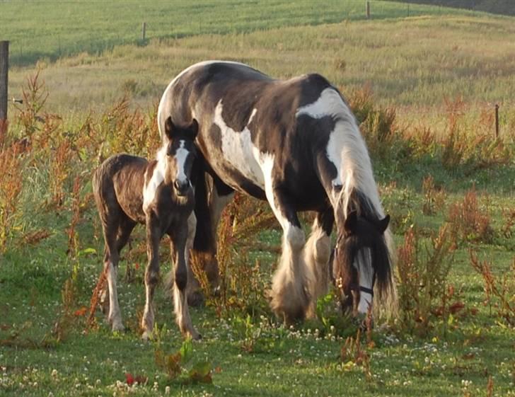 Irish Cob Axelved's Knightmare billede 9