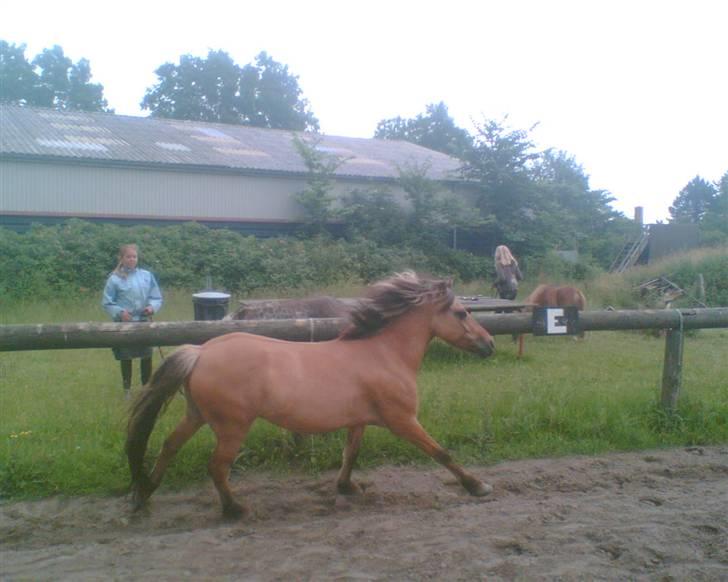 Anden særlig race Thor<3 Putti  billede 13
