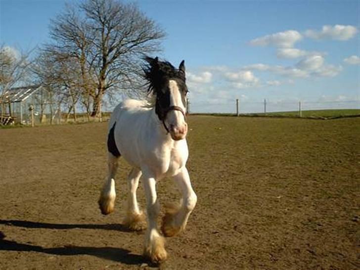 Tinker Tinkergårdens billyboy<3 - .: billyboy på marken ved tinkergaarden (: <3 tak for billedet tinkergården ;D billede 3