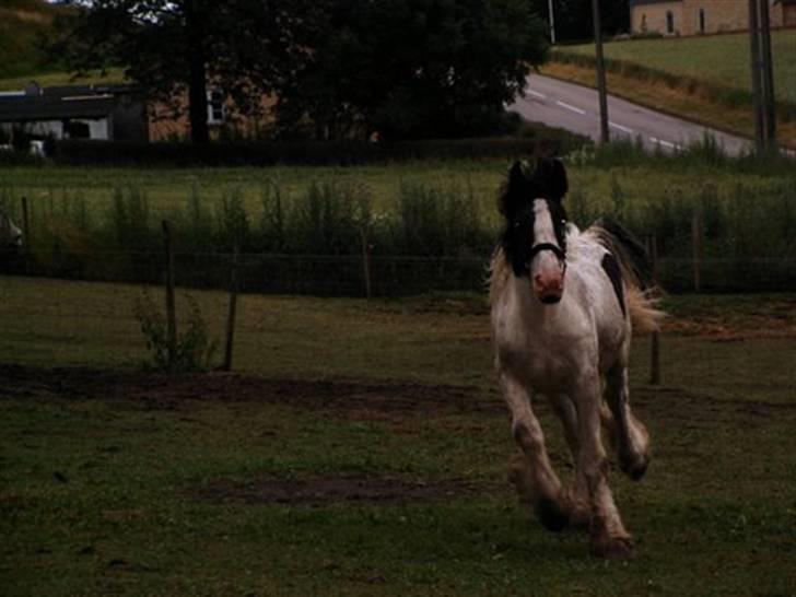 Tinker Tinkergårdens billyboy<3 - .: lille beskidt billy ved tinkergården :*<3  billede 4