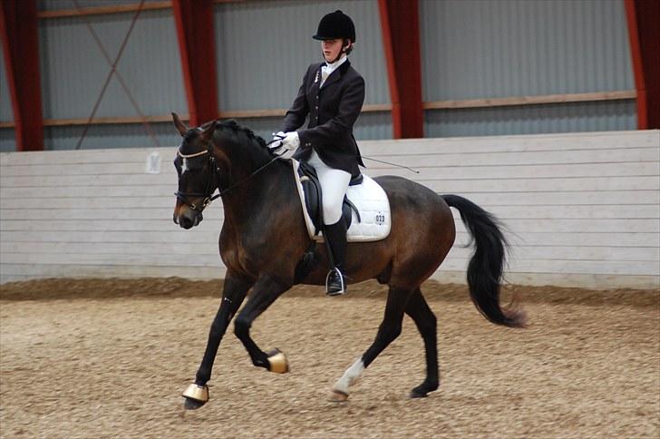 New Forest Elmholts Education A-pony (solgt) - 8/5 2010 - opvarmning til PRI  billede 16