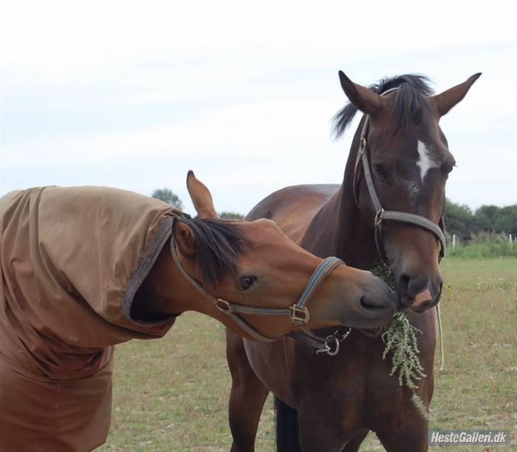 New Forest Elmholts Education A-pony (solgt) - Fafner og Eddie<3 billede 18