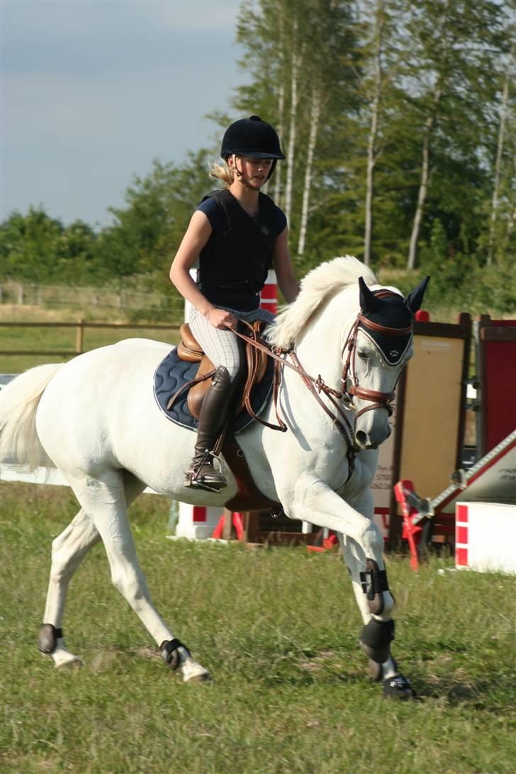 Fransk Sportspony Little Queen II -  Fotograf: Kristina G. Outzen. billede 1