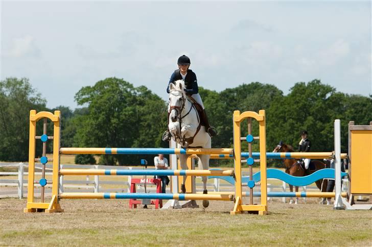 Fransk Sportspony Little Queen II - Fotograf: Kristina G. Outzen. billede 2