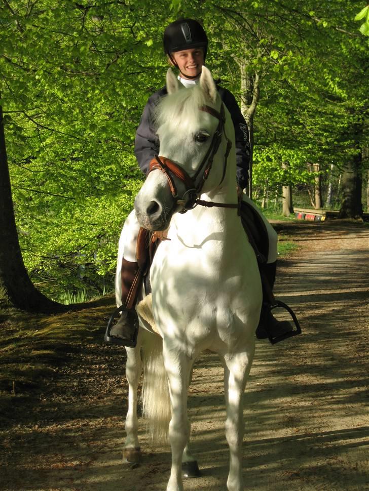 Fransk Sportspony Little Queen II - Lidt hyggeridning billede 3