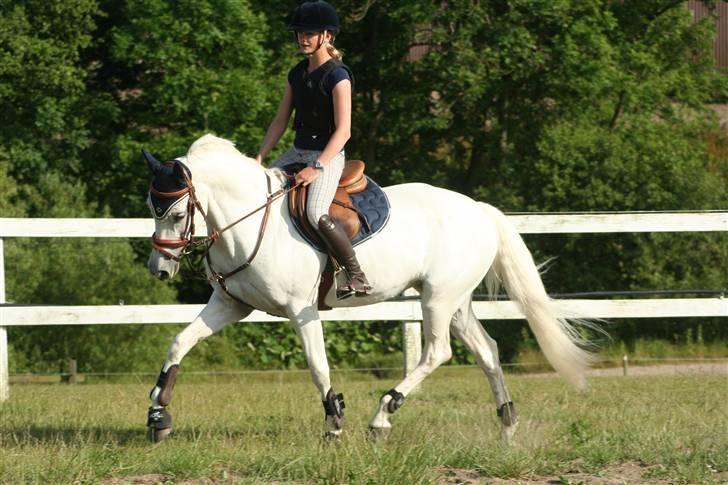 Fransk Sportspony Little Queen II - Fotograf: Kristina G. Outzen. billede 5