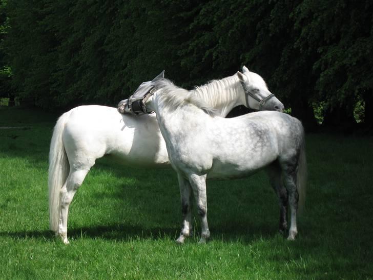 Fransk Sportspony Little Queen II - Ja, lige der! nej hvor er det dejligt! billede 7