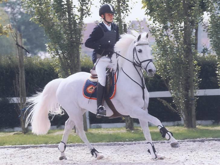 Fransk Sportspony Little Queen II - Queen ved sin tidligere ejer billede 8