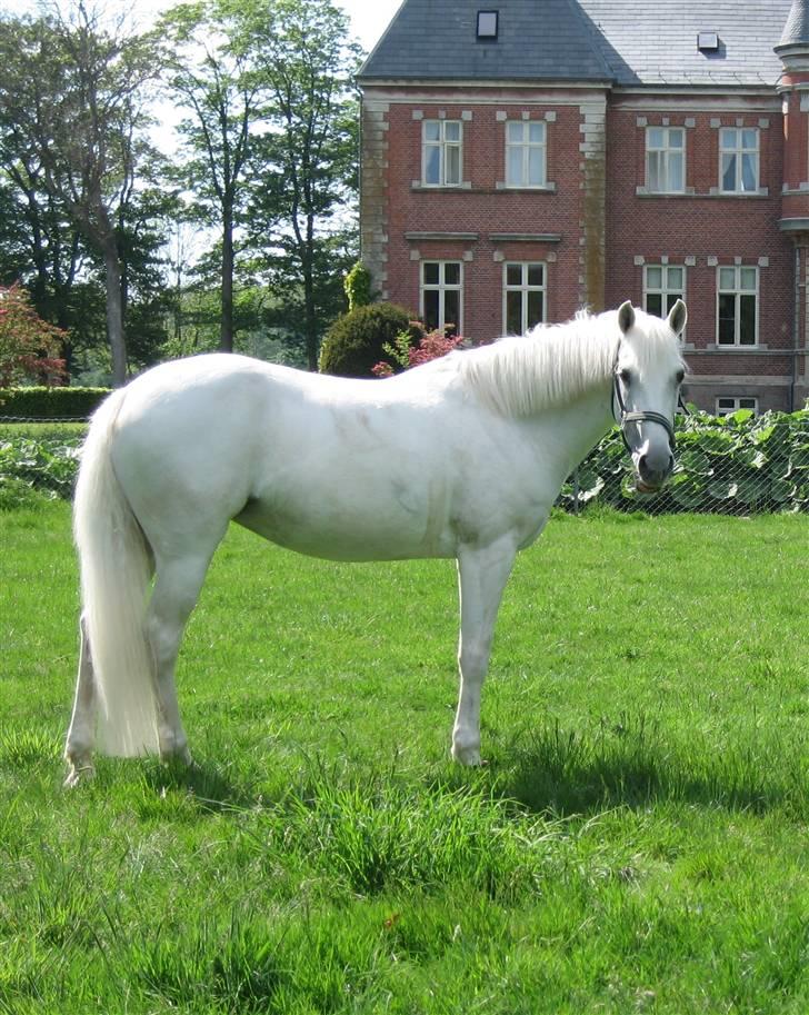 Fransk Sportspony Little Queen II - Her har jeg det altså bare godt billede 9