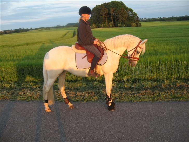 Fransk Sportspony Little Queen II - Queen i den flotte aftensol billede 15