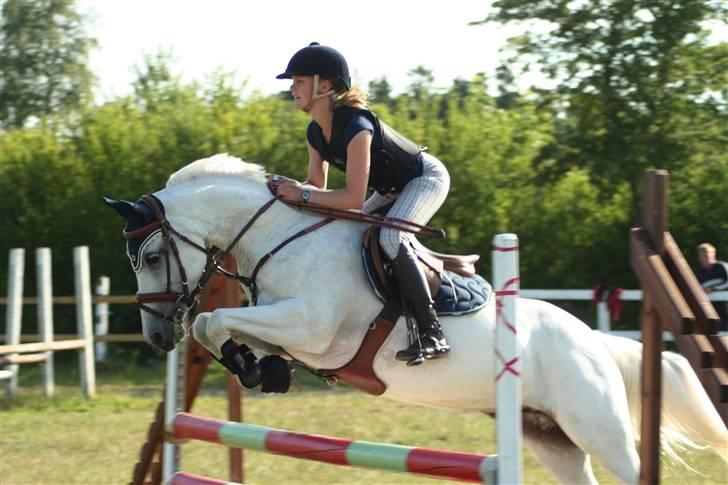 Fransk Sportspony Little Queen II - Fotograf: Kristina G. Outzen. billede 16