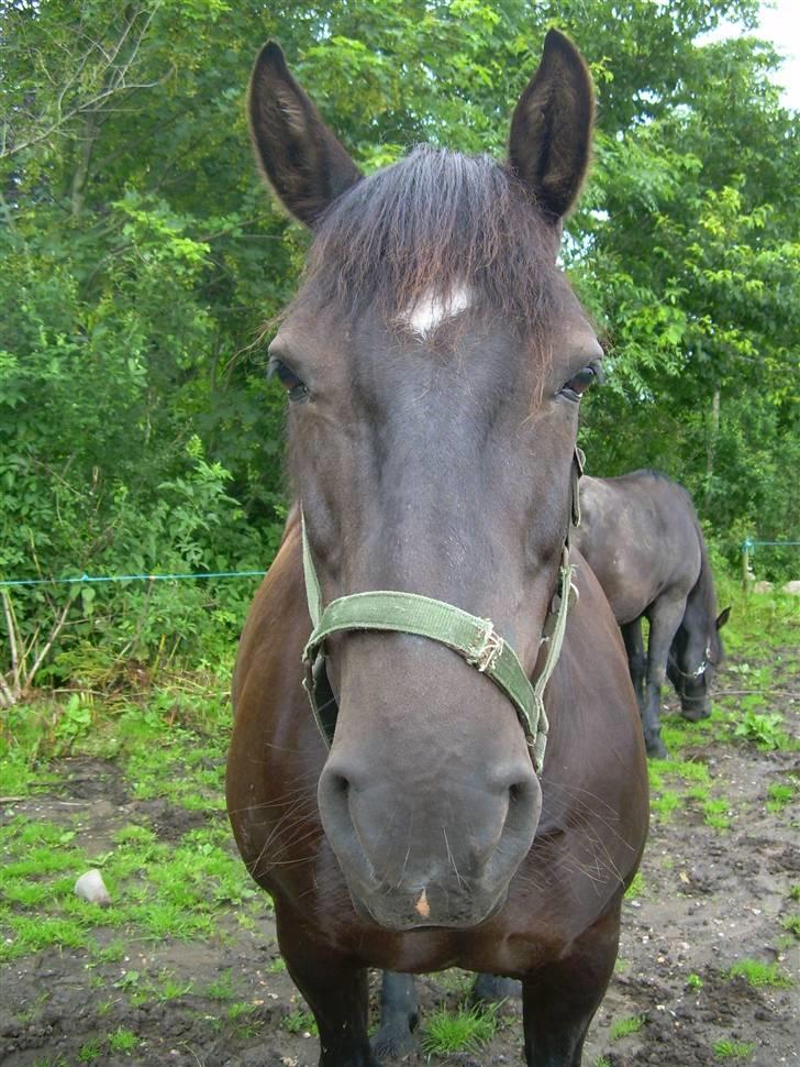 Anden særlig race Sille billede 13