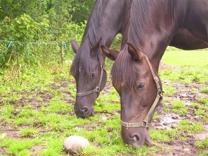 Anden særlig race Sille billede 15