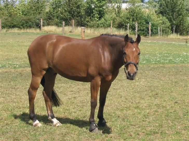 New Forest Egeballes J.R. B-pony - det er godt at have hyggestunde...  billede 8