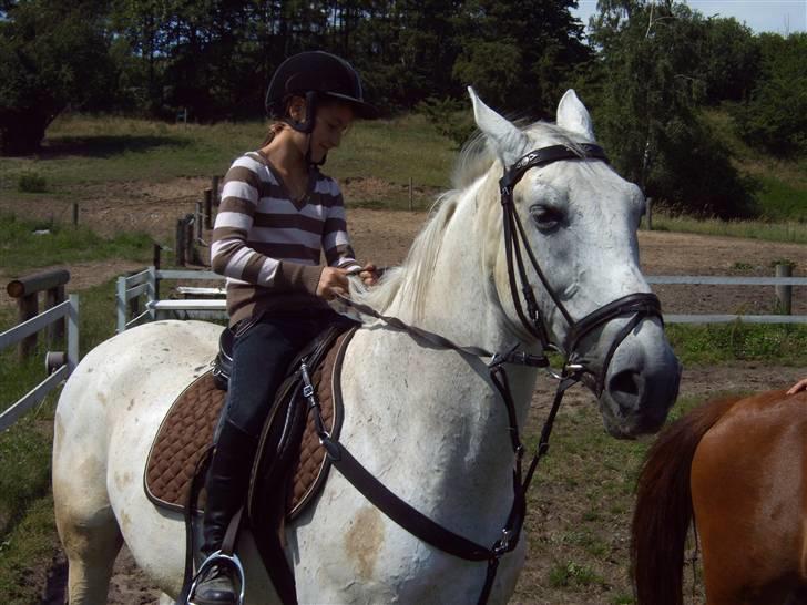 Anden særlig race *Pelle*(Pelle GRIS) - VELKOMMEN TIL MIN PROFIL billede 1