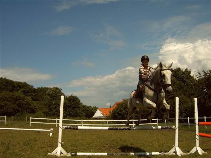 Anden særlig race *Pelle*(Pelle GRIS) billede 2