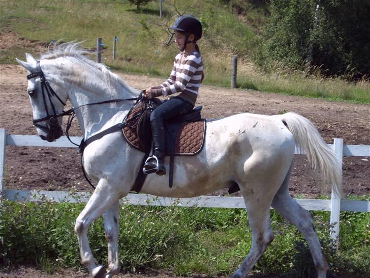 Anden særlig race *Pelle*(Pelle GRIS) billede 3