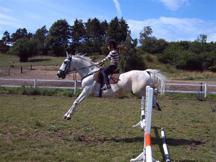 Anden særlig race *Pelle*(Pelle GRIS) billede 4