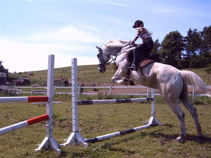 Anden særlig race *Pelle*(Pelle GRIS) billede 5