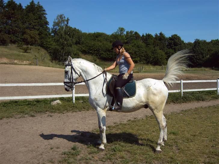 Anden særlig race *Pelle*(Pelle GRIS) billede 7