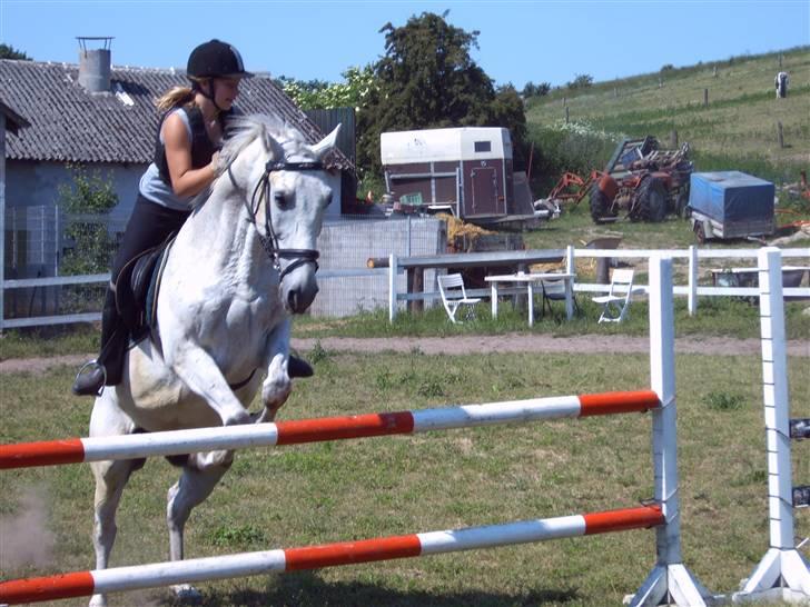 Anden særlig race *Pelle*(Pelle GRIS) billede 8