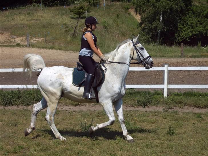 Anden særlig race *Pelle*(Pelle GRIS) billede 9