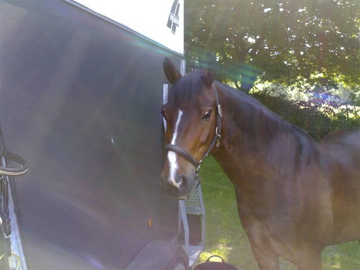 New Forest Palle (solgt) - Palle efter en klasse billede 1