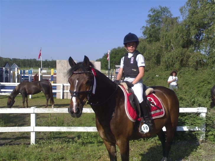 New Forest Palle (solgt) - Nr. 1 LB billede 2