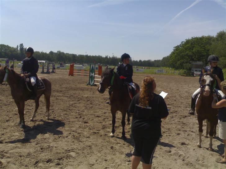 New Forest Palle (solgt) - Nr. 4 distriktsmesterskaber billede 3