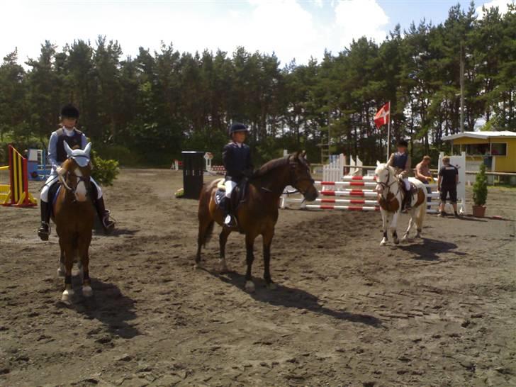 New Forest Palle (solgt) - Nr. 2 LB billede 5