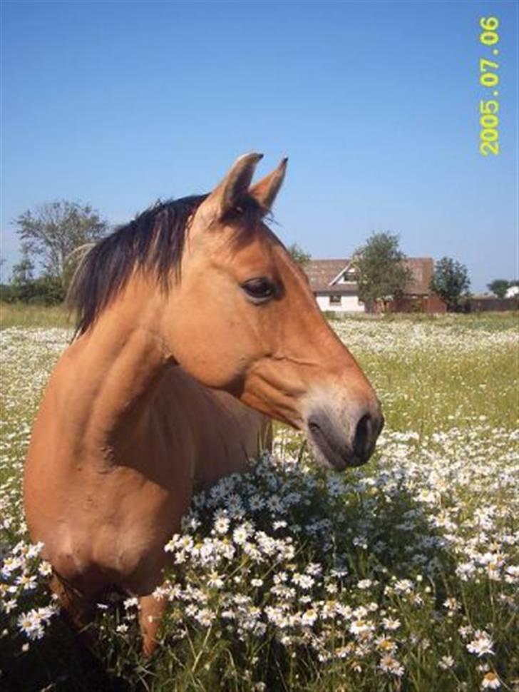 Anden særlig race Bambi billede 1